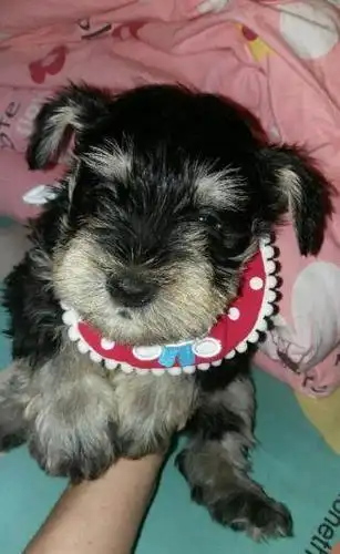 出生40天的纯种黑银雪纳瑞找麻麻