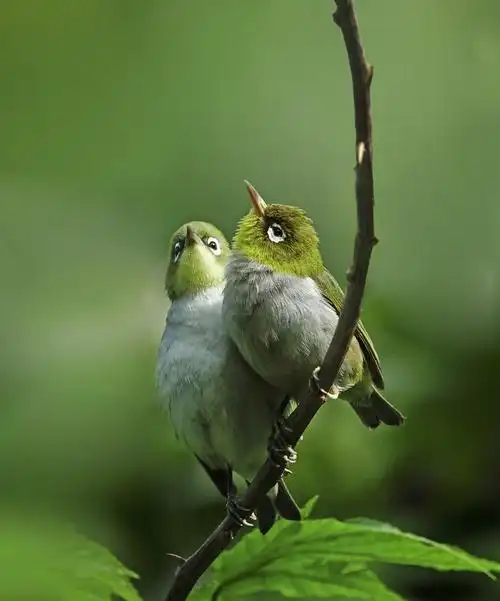 137《中国光影名人堂》花鸟-生态类摄影作品周刊