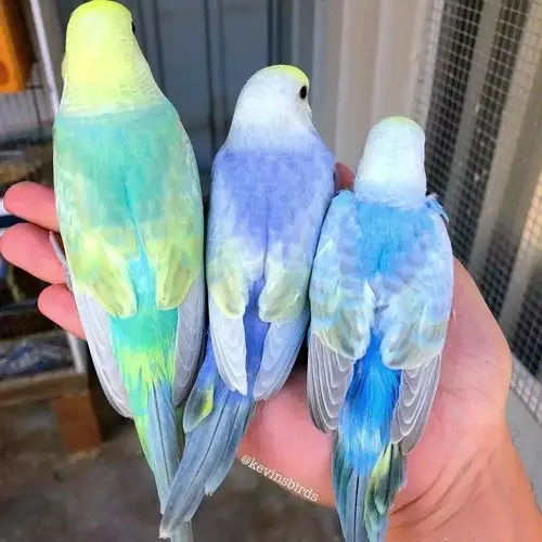 这些虎皮鹦鹉的颜色也太仙女了自带水彩出门