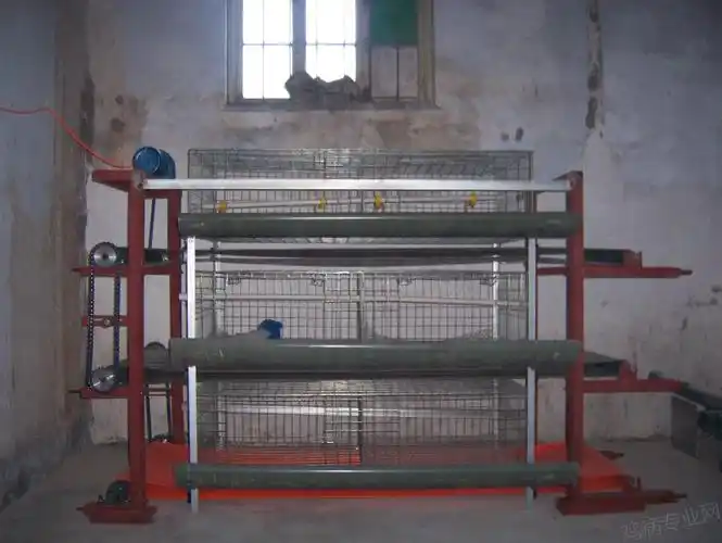 笼养【输送带清粪】