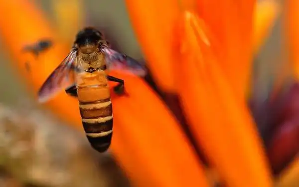 排蜂,又称岩蜂((apis dorsata )