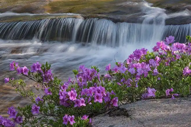 溪流线条与植物杜鹃的活化作用