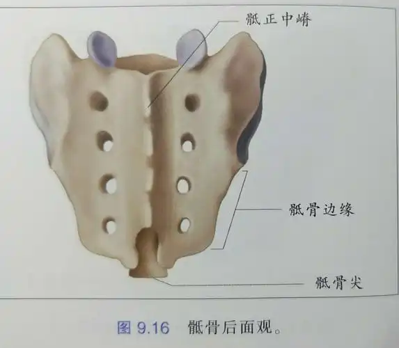骶髂关节的再认识