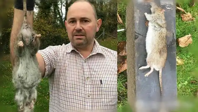 英国老鼠泛滥引市民恐慌 最大巨鼠长51厘米