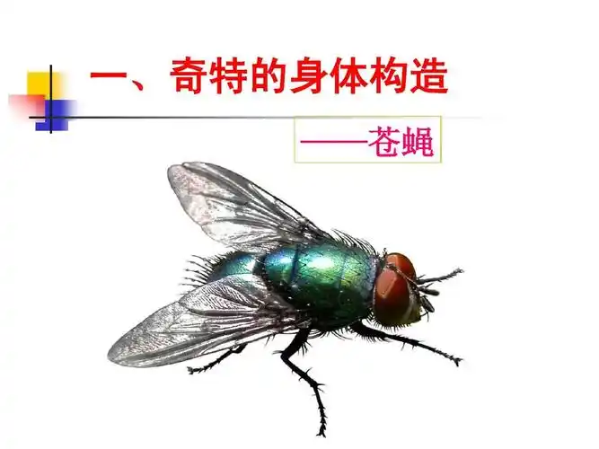 《放大镜下的昆虫世界》教学设计课件 一,奇特的身体构造 ——苍蝇