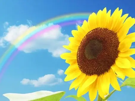 蓝蓝的天空和云彩,向日葵和彩虹