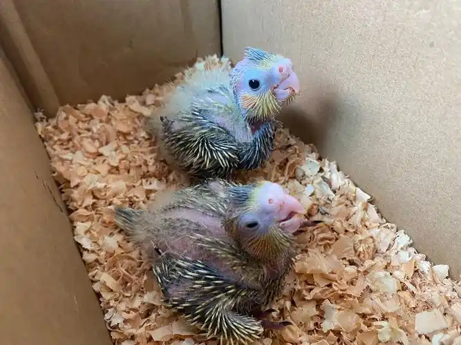 婧宸即是净尘 的想法: 求助帖 今天刚带回来了两只玄凤鹦鹉幼崽