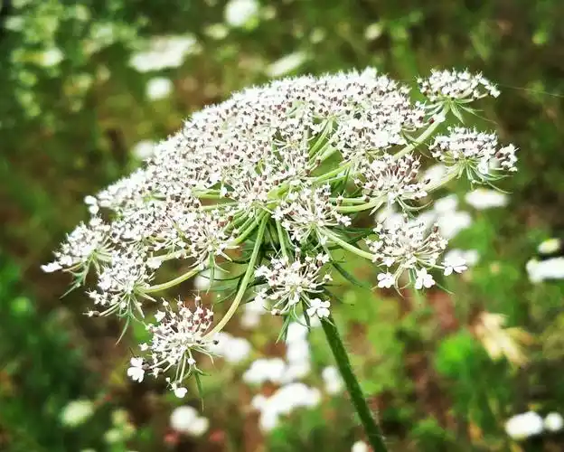 蛇床草—— 用热血和生命换来的仙草