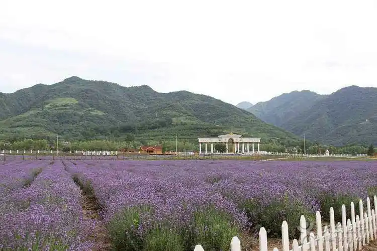 豫灵环宇旅行社周至水街十薰衣草庄园一日游108元/人.