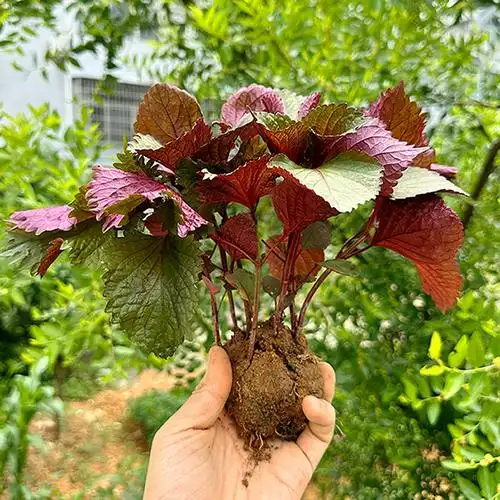 可食用双色紫苏苗20棵新鲜带根带土发浓香去腥提鲜幼苗盆栽绿植