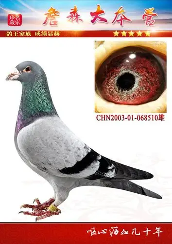 信鸽特征编 号:597907鸽 名:詹森羽 色:灰眼 砂:砂眼收 藏:点击收藏环