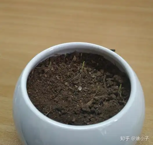 勿忘我一个小心愿的成长过程