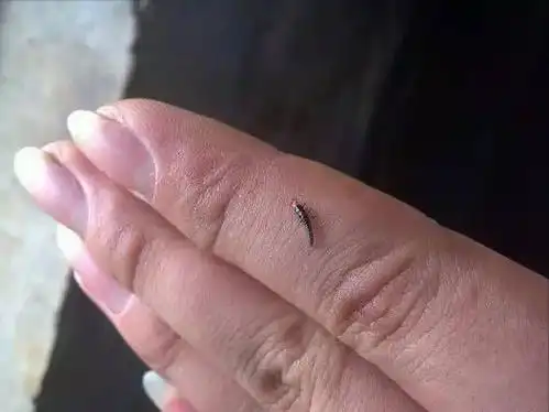 隐翅虫百科(隐翅虫百度百科)