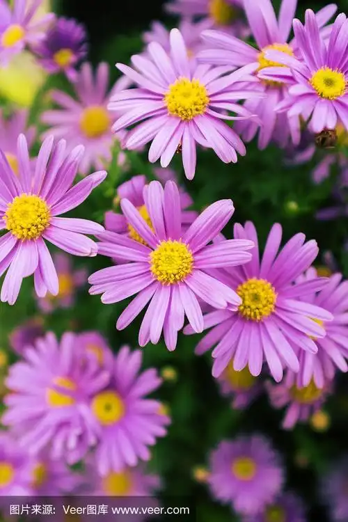 特写的紫色雏菊背景