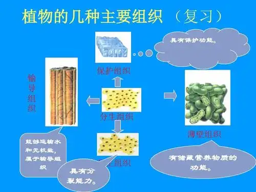 输 导 组 织 保护组织 分生组织 薄壁组织 分生组织 有储藏营养物质