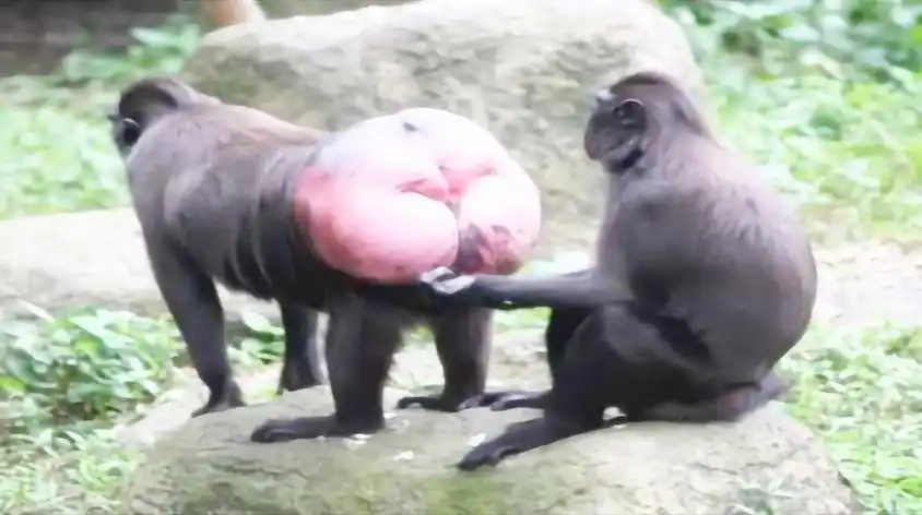 母马水门肿是怎么回事视频在线观看 - 西瓜视频