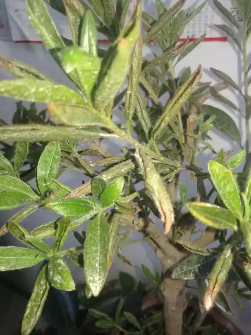 杜鹃的叶子卷成这个样子有的干枯怎么办