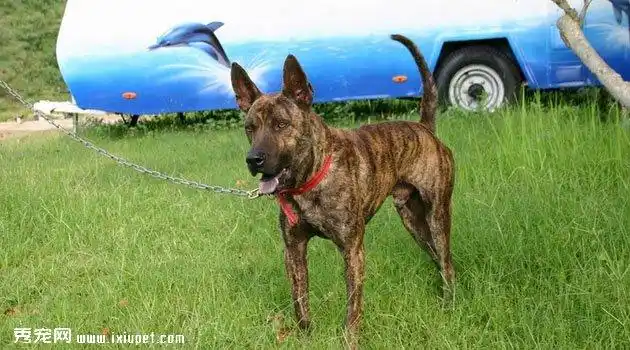 台湾犬图片|价格|训练_狗狗饲养_狗狗_宠物百科_秀宠网