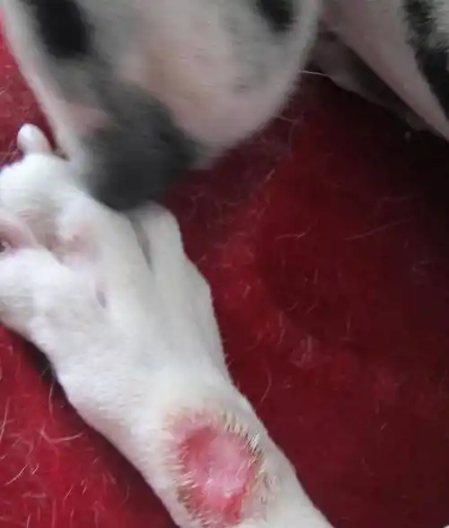 狗狗的皮肤病是怎样的?又从何而来?_时候_地方_保护