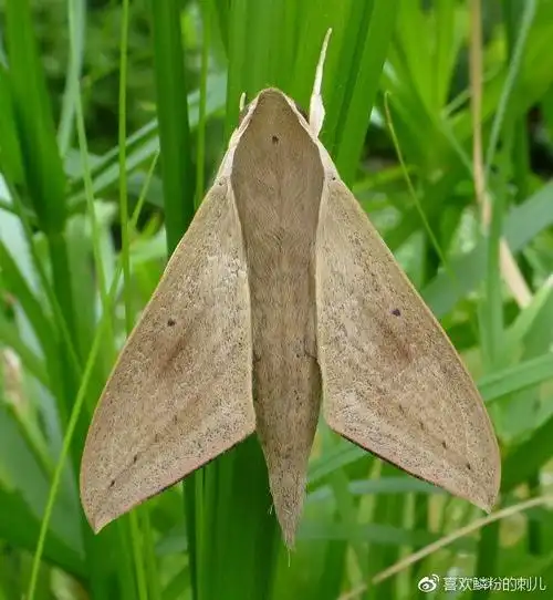 高颜值战斗机----斜纹&斜线款天蛾系列