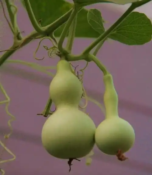 2-3粒种子埋土里,一条葫芦秧爬满墙,秋天小葫芦收一筐