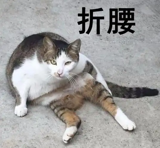 等等!   怎么现在往回看一下   又觉得,是波比的腰断了?