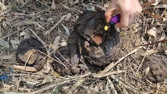 农人兴树:农村小伙不惧脏臭,用鞭炮炸牛粪,看着让人揪心-三农视频