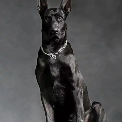 出售纯种黑狼犬幼崽成犬看家护院犬大型短毛东德牧羊犬巨型黑狼犬