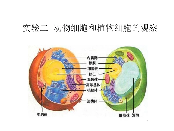 实验二动物细胞和植物细胞的观察.ppt