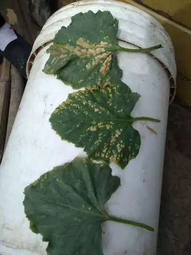 首页 专家答疑 /  专家回答:这是甜瓜叶枯病,多是老叶危害较重.