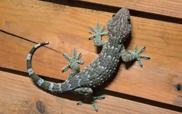 壁虎尾巴断了为什么能再生?