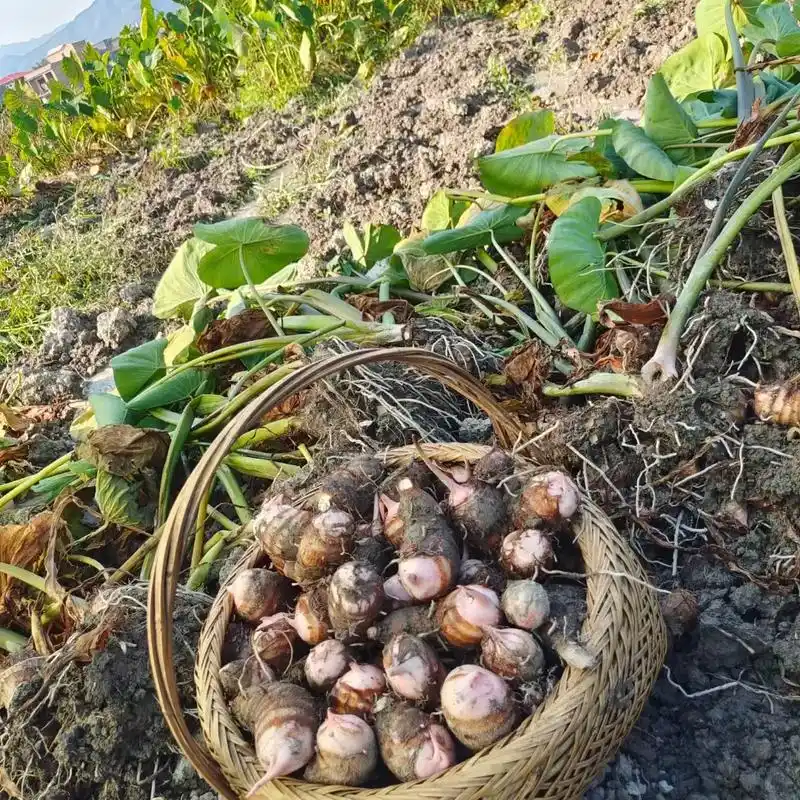图文热搜词创作任务 湖南永州江永红芽芋头,粉糯香甜.#好吃 - 抖音
