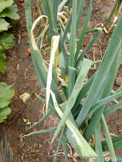 请问专家大葱得了,霜霉病怎么防治?