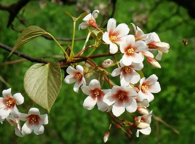 中国特有的油料树种----油桐植物非试管高效快繁技术快繁油桐