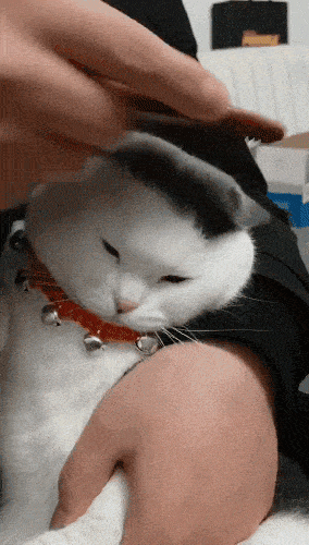 招财猫:"只想搞钱"