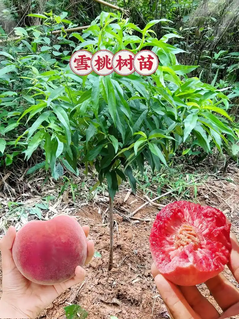 新品种种雪桃树苗来了,正宗嫁接的树苗!它耐寒耐热,不 - 抖音