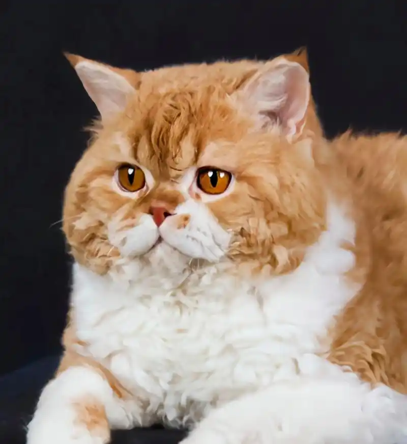 每天认识一种动物——赛尔凯克卷毛猫 塞尔凯克卷毛猫原产于美国西部