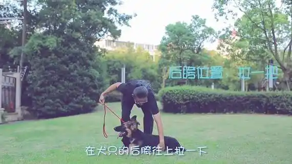 【狗狗训练】基本口令(上):坐,卧,站