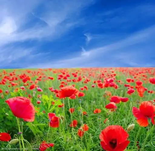 蓝天白云绿草红花图片