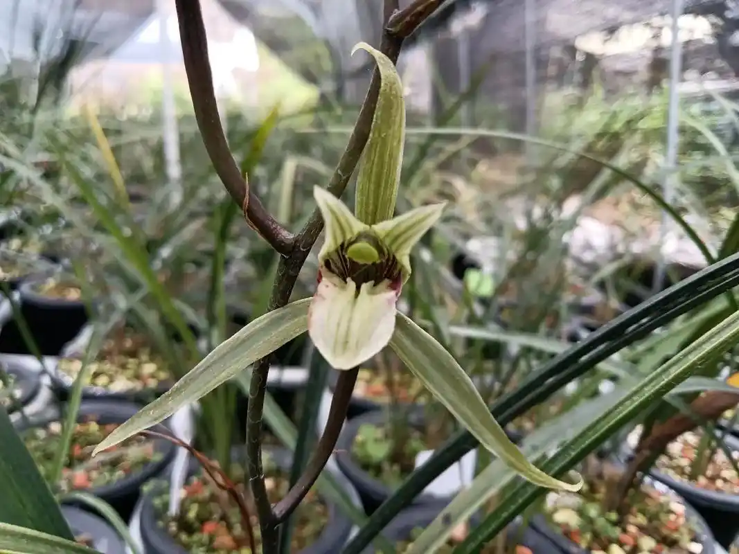 一个反季节开的细叶寒兰水晶花#兰花 #爱生活爱兰花 #精品兰 - 抖音