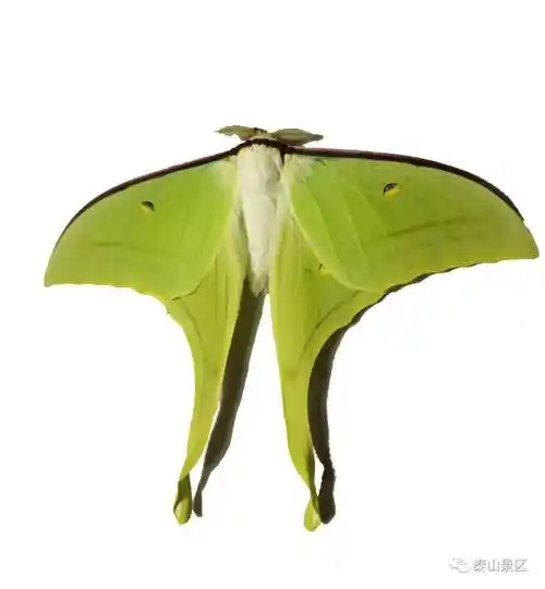 泰山昆虫科普绿尾大蚕蛾