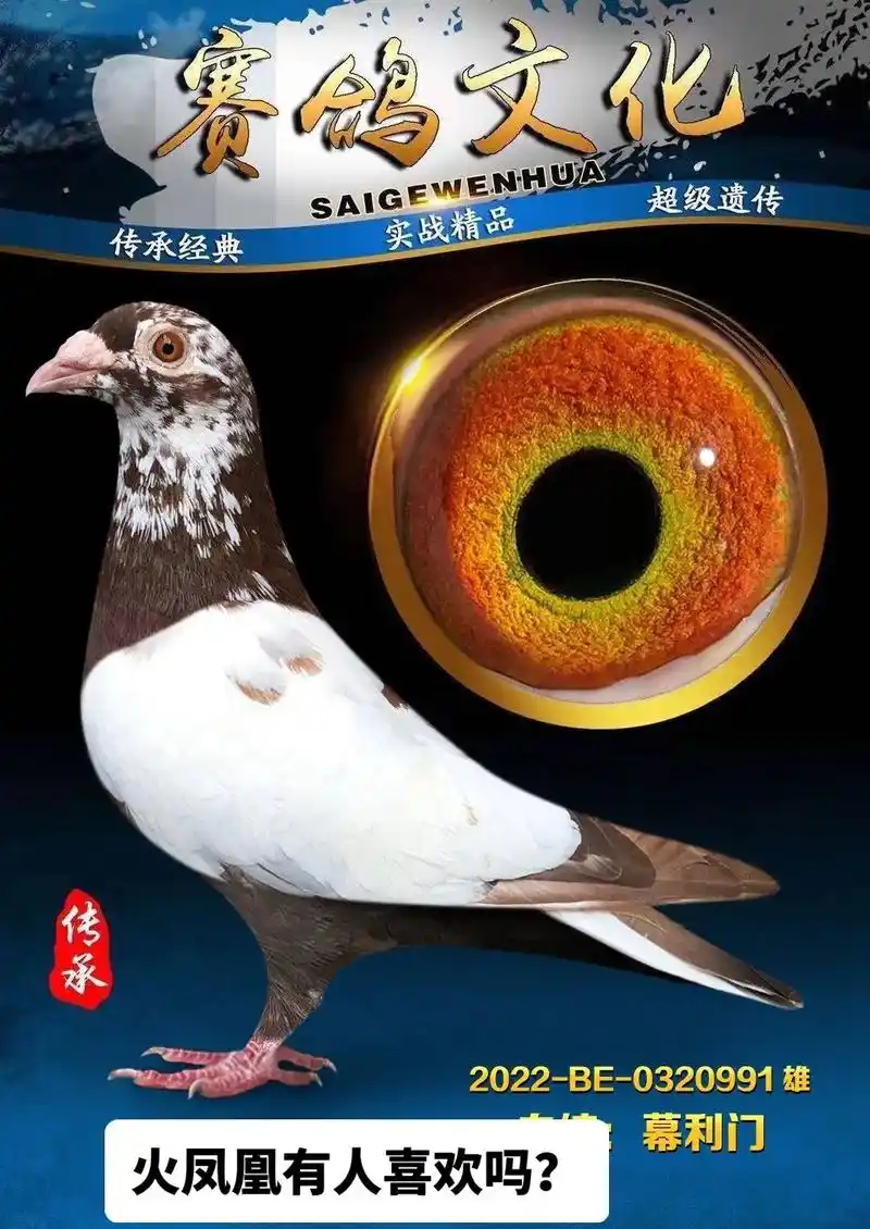 信鸽赛鸽 #慕利门火凤凰 #血统鸽 慕利门火凤凰种鸽有人喜 - 抖音