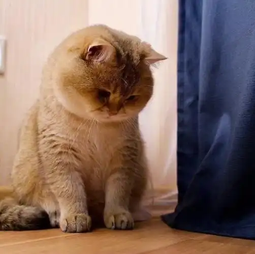 哎呦,好可怜的小猫猫