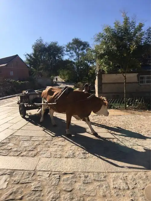 难得一见的老牛拉车