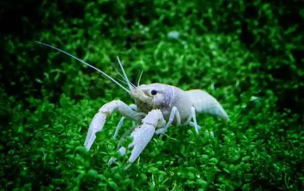 你可以养虾,那么观赏虾怎么养才好?