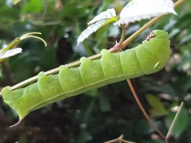 大青虫昆虫图片素材