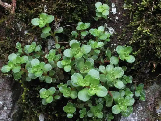 圆叶景天凹叶景天在岩石环境中有许多圆叶景天,凹叶景天和紫花八宝