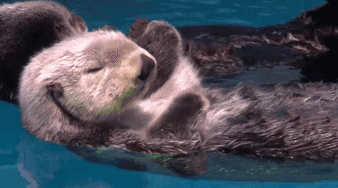 一对海獭母子手牵着手睡觉,结果孩子不认真睡觉总是东看看西看看,不