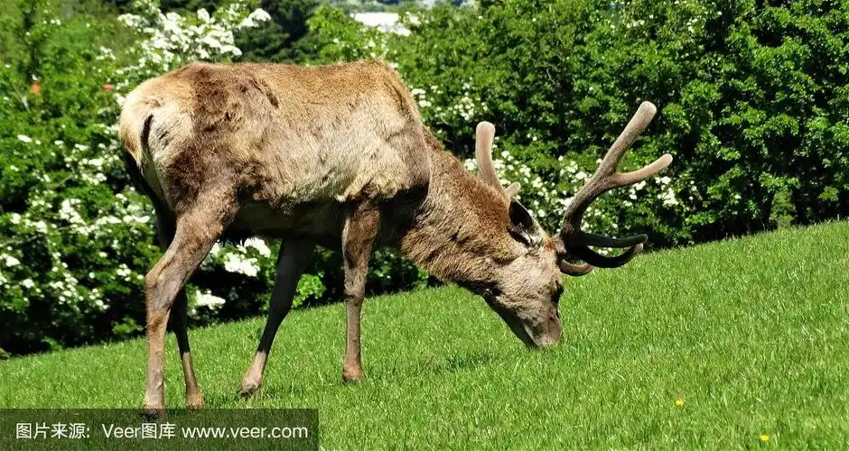 鹿,食草,自然,野生动物,图像
