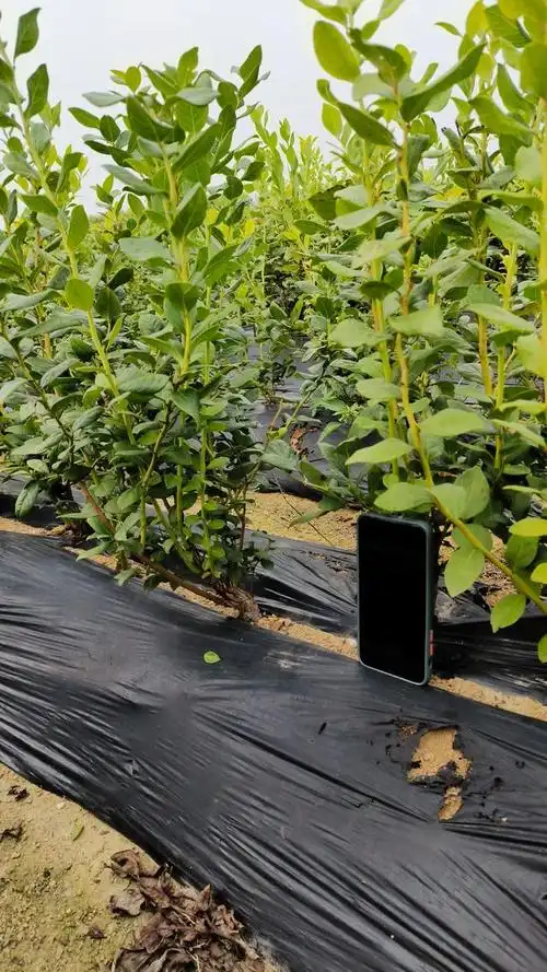 德雷珀蓝莓苗在新疆喀什的表现,耐寒果大蓝莓苗介绍!